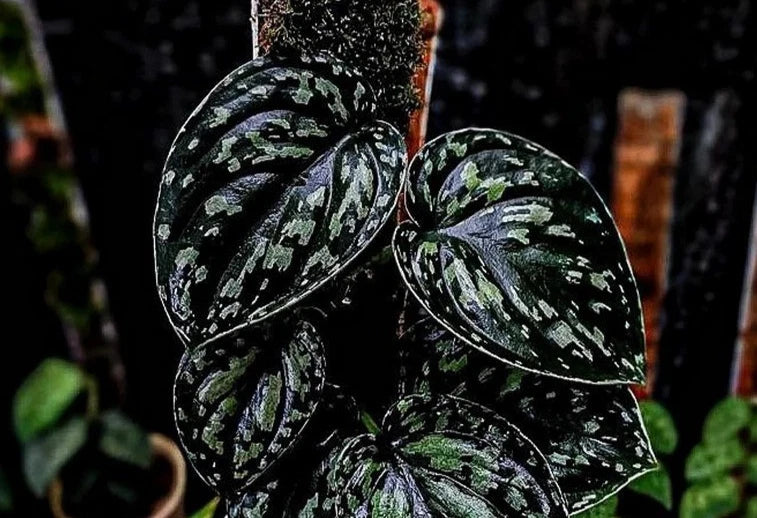 Scindapsus Tricolor Dark Form Sp. Borneo - Rare & Striking Tropical Wax Plant