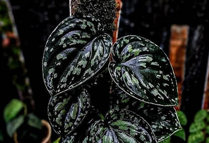 Scindapsus Tricolor Dark Form Sp. Borneo - Rare & Striking Tropical Wax Plant
