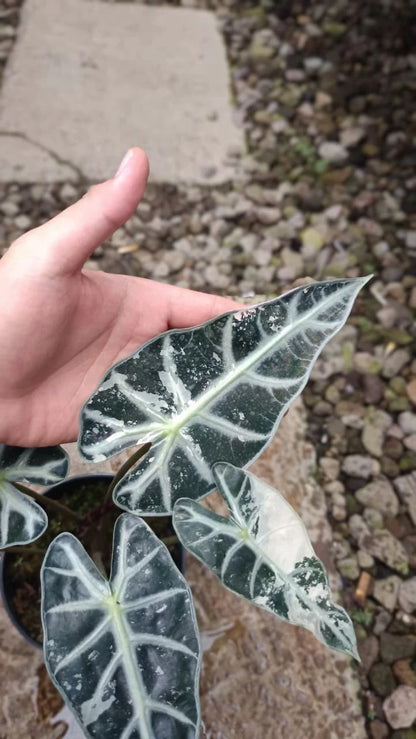 Real Picture Alocasia Bambino White Variegated – Ultra-Rare Premium Variegated Jewel Alocasia