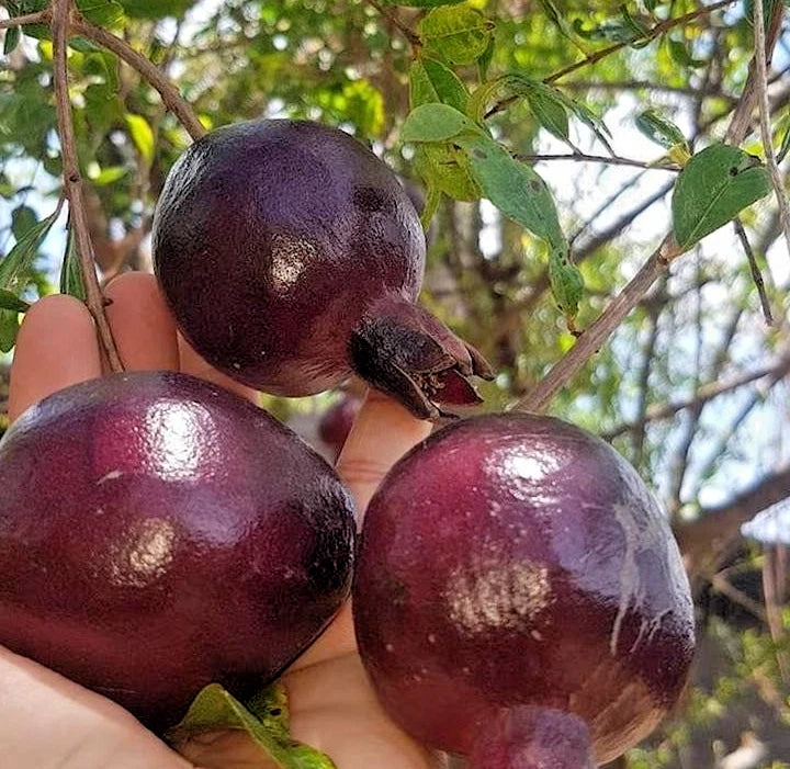 100+ Wulung Purple Pomegranate Seeds (Punica granatum var. Wulung) – Premium Exotic Black Pome Fruit Plant Seeds for Planting