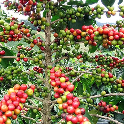 Premium Robusta Coffee Seeds (Coffea canephora 'Robusta') – 120+ Premium Fresh Ultra-Bold High-Caffeine Robusta Coffee Seeds for Planting