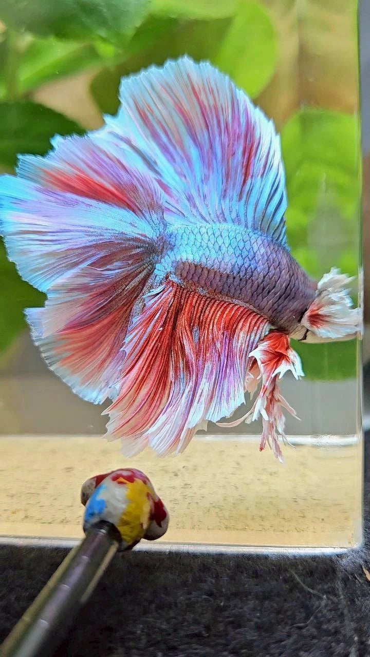 Rare King Halfmoon Double Tail Blue Red Shine - Premium Import Betta Fish