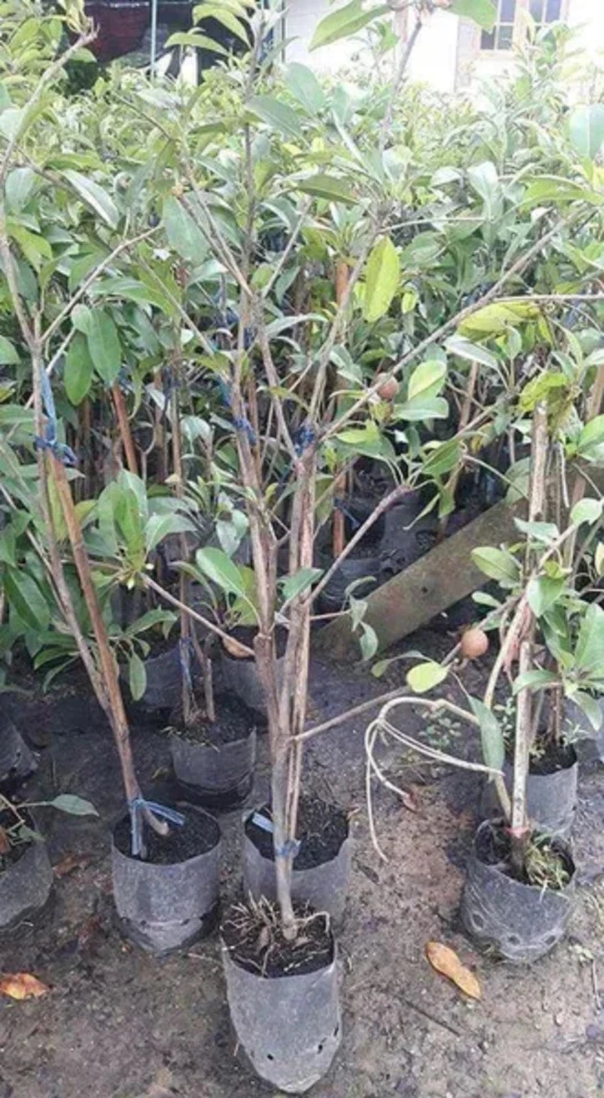 Local Grafted Sapodilla (Sawo) – Sweet Tropical Fruit Tree (Small Size)
