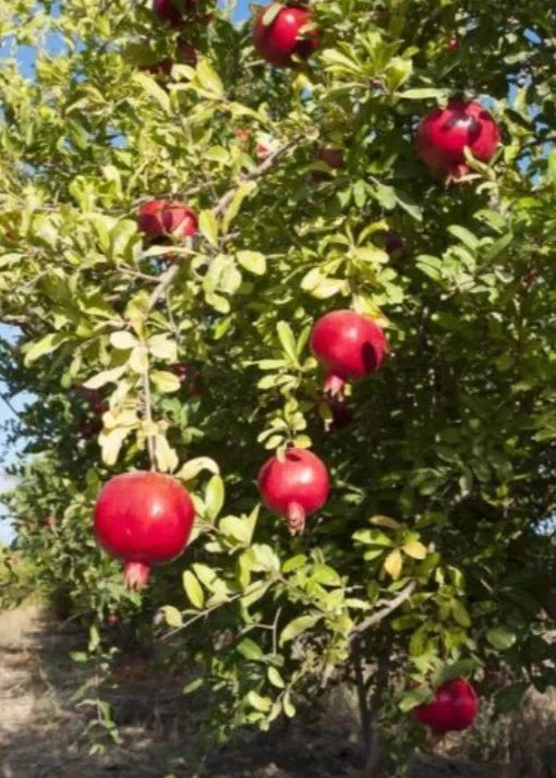 Premium Afghan Variety Pomegranate Seeds (Punica granatum var. Afgani) – Rare Sweet Ruby Red Fruit Tree Seeds for Planting (100+ Pcs)