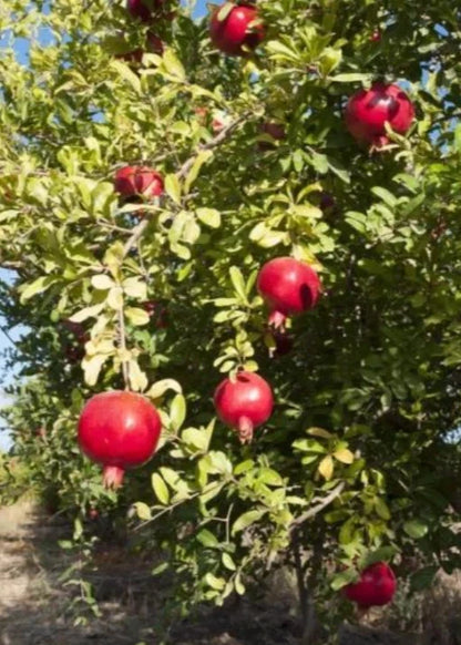 Premium Afghan Variety Pomegranate Seeds (Punica granatum var. Afgani) – Rare Sweet Ruby Red Fruit Tree Seeds for Planting (100+ Pcs)