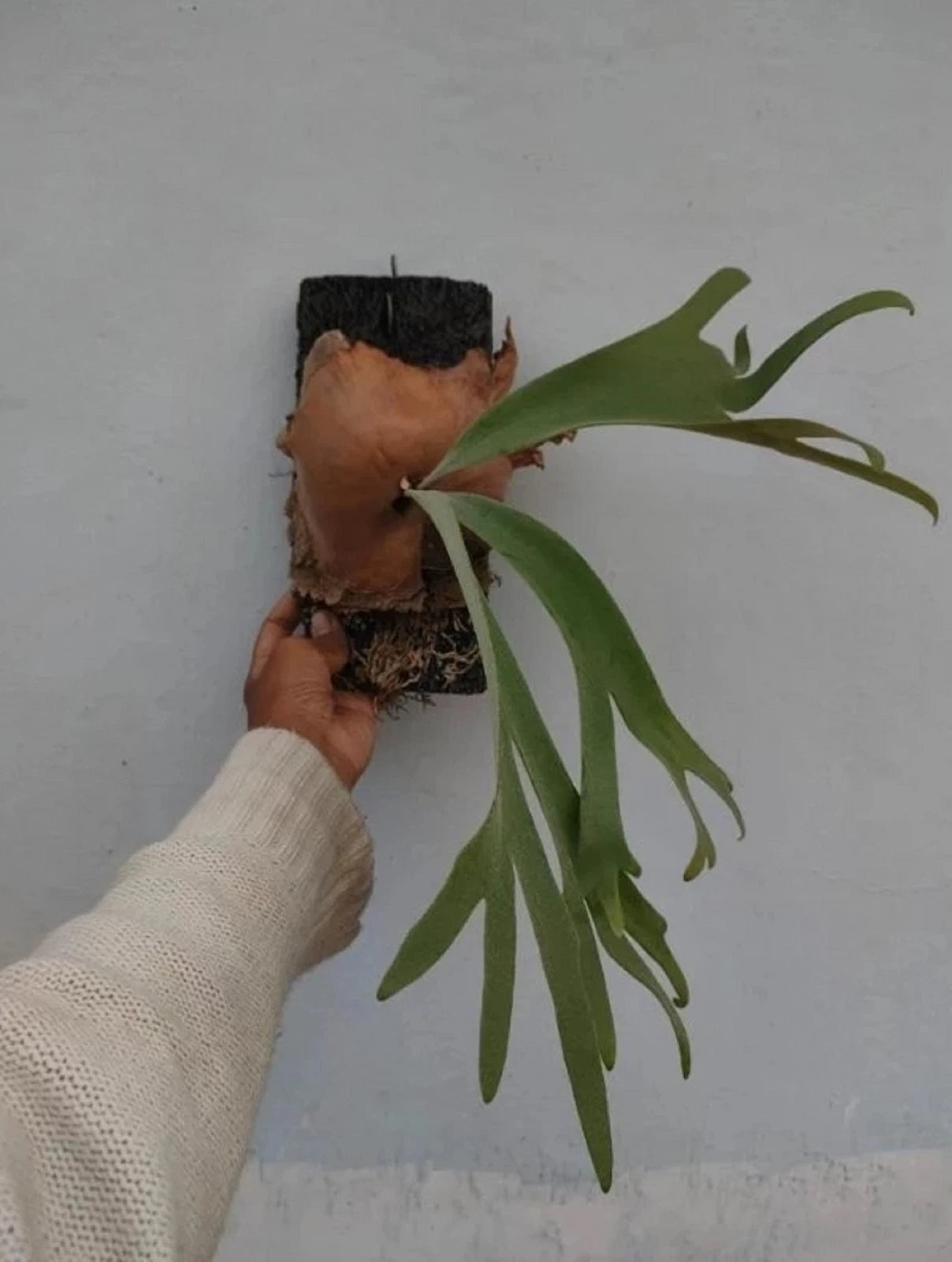 Platycerium willinckii - Elegant & Rare Staghorn Fern