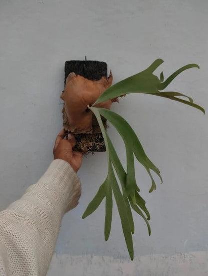Platycerium willinckii - Elegant & Rare Staghorn Fern