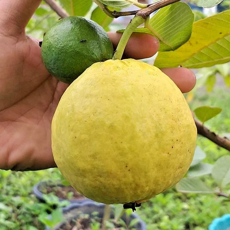 Red Getas Guava Seeds 250+ (Psidium guajava 'Red Getas') – Bulk Sweet Indonesian Tropical Fruit Tree & Orchard Crop Seeds for Planting