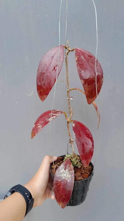 Hoya Benchaii Red Leaves Live Plant – Premium Certified Rare Tropical Indoor Outdoor Wax Plant Specimen for Planting
