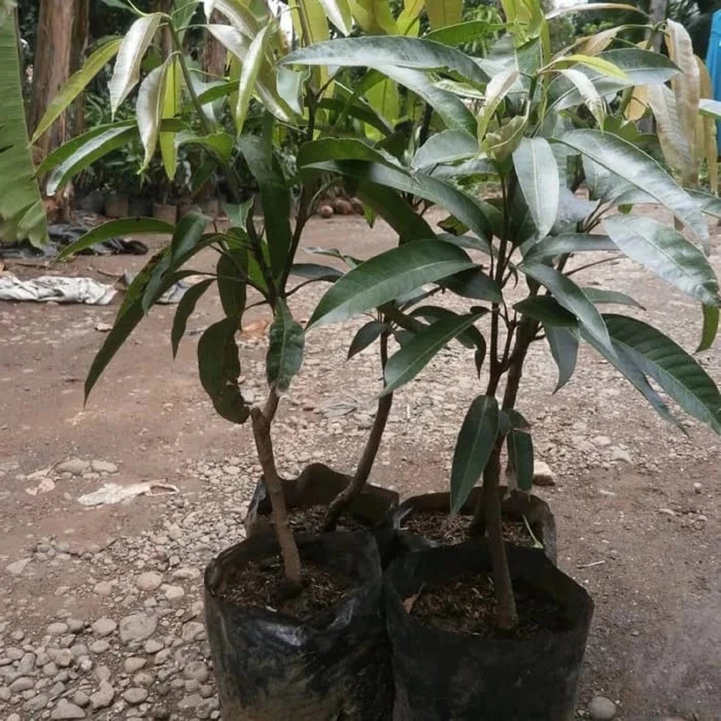 Premium Grafted Indramayu Mango Fruit Tree - Sweet Tropical Mango Fast Fruiting Plant