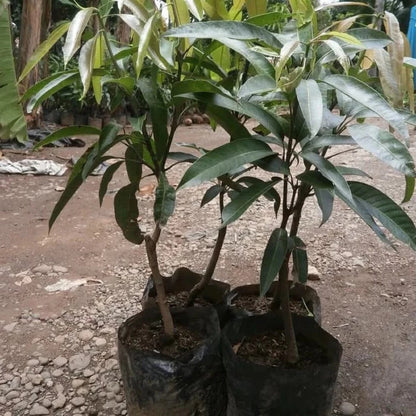Premium Grafted Indramayu Mango Fruit Tree - Sweet Tropical Mango Fast Fruiting Plant