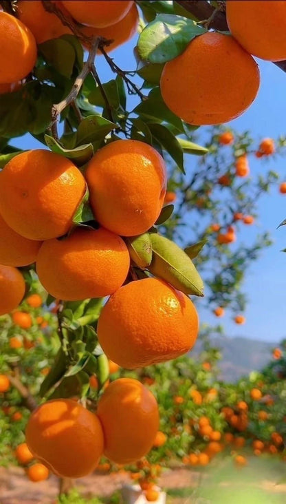 Reikou Orange Seeds (Citrus reticulata / 100+ Premium Japanese Sweet Mandarin Orange Seeds) – Premium Exotic Botanical Specimen Plant Seeds for Planting