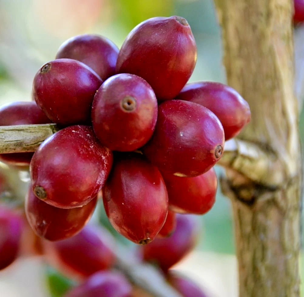 Pacamara Coffee Seeds (120+ Bulk Seeds, Coffea arabica var. Pacamara) – Premium High-Elevation Gourmet Large-Bean Coffee Plant Seeds for Planting