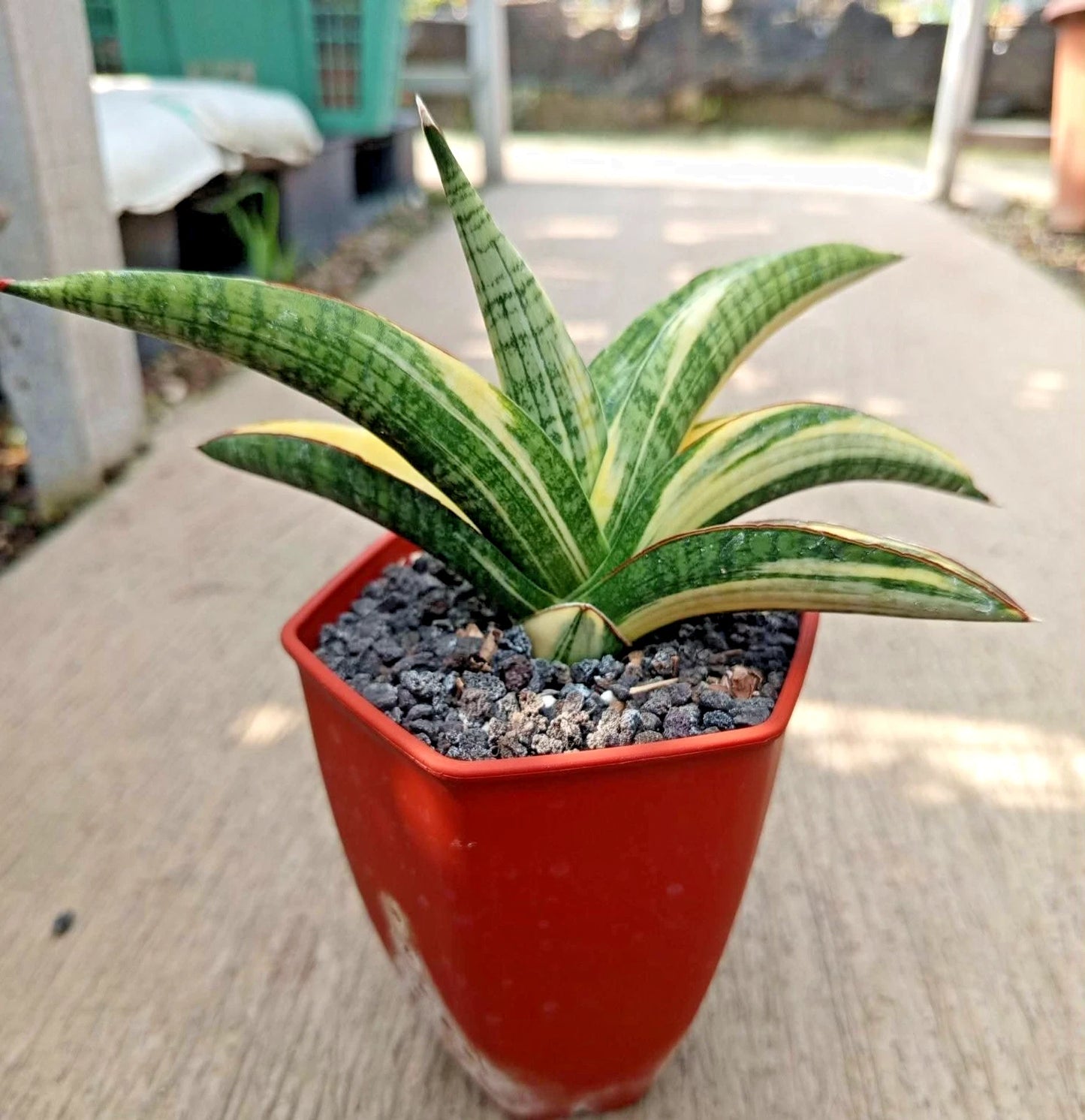 Sansevieria Marsha Green Form Variegated - Rare Tropical Snake Plant