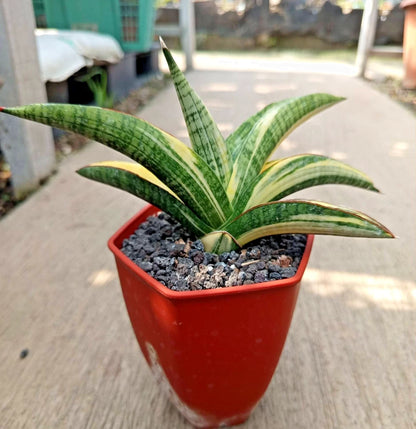 Sansevieria Marsha Green Form Variegated - Rare Tropical Snake Plant