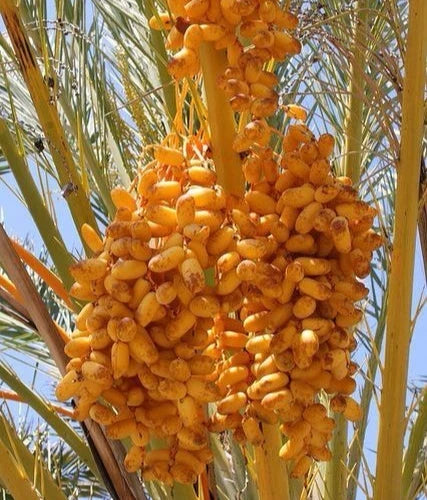 Premium Shalabi Variety Date Palm Seeds (Phoenix dactylifera var. Shalabi) – Sweet Exotic Palm Fruit Tree Seeds for Planting (35+ Pcs)