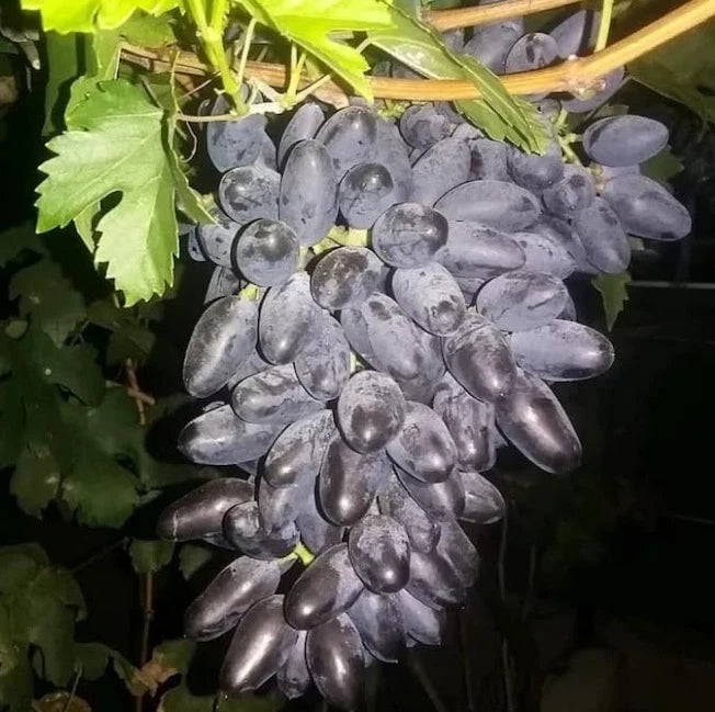 GosV Grape Seeds 100 pcs (Vitis vinifera) – Premium Certified Sweet Exotic Table Grape Vine Plant Seeds for Planting