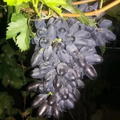 GosV Grape Seeds 100 pcs (Vitis vinifera) – Premium Certified Sweet Exotic Table Grape Vine Plant Seeds for Planting