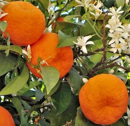 Citrus Bitter Orange Seeds (Citrus aurantium) – 100+ Premium Seville Orange Seeds