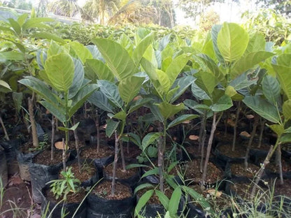 Mini Jackfruit (Compact Variety) - Premium Grafted Tropical Fruit Tree