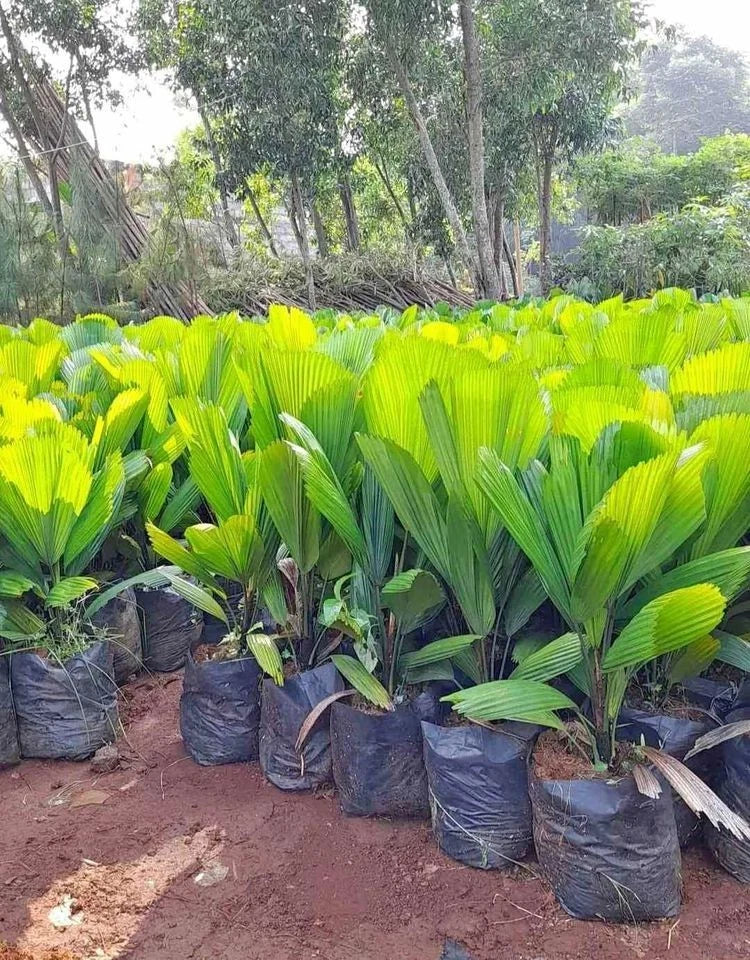 Premium Chinese Fan Palm Seeds (500+ pcs) - Authentic Livistona chinensis Hardy Evergreen Landscape Palm