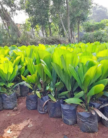 Premium Chinese Fan Palm Seeds (500+ pcs) - Authentic Livistona chinensis Hardy Evergreen Landscape Palm
