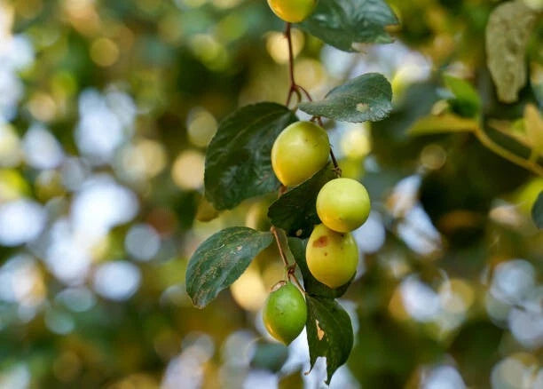 Green Jujube Putsa Apple Seeds (Ziziphus mauritiana) – 1000++ Bulk Premium Exotic Fruit Seeds