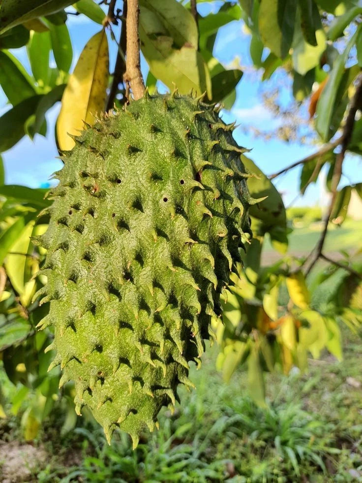 Sweet El Salvador Soursop Seeds (Annona muricata 'Sweet El Salvador') – 100+ Premium Fresh Rare Sweet Soursop Seeds