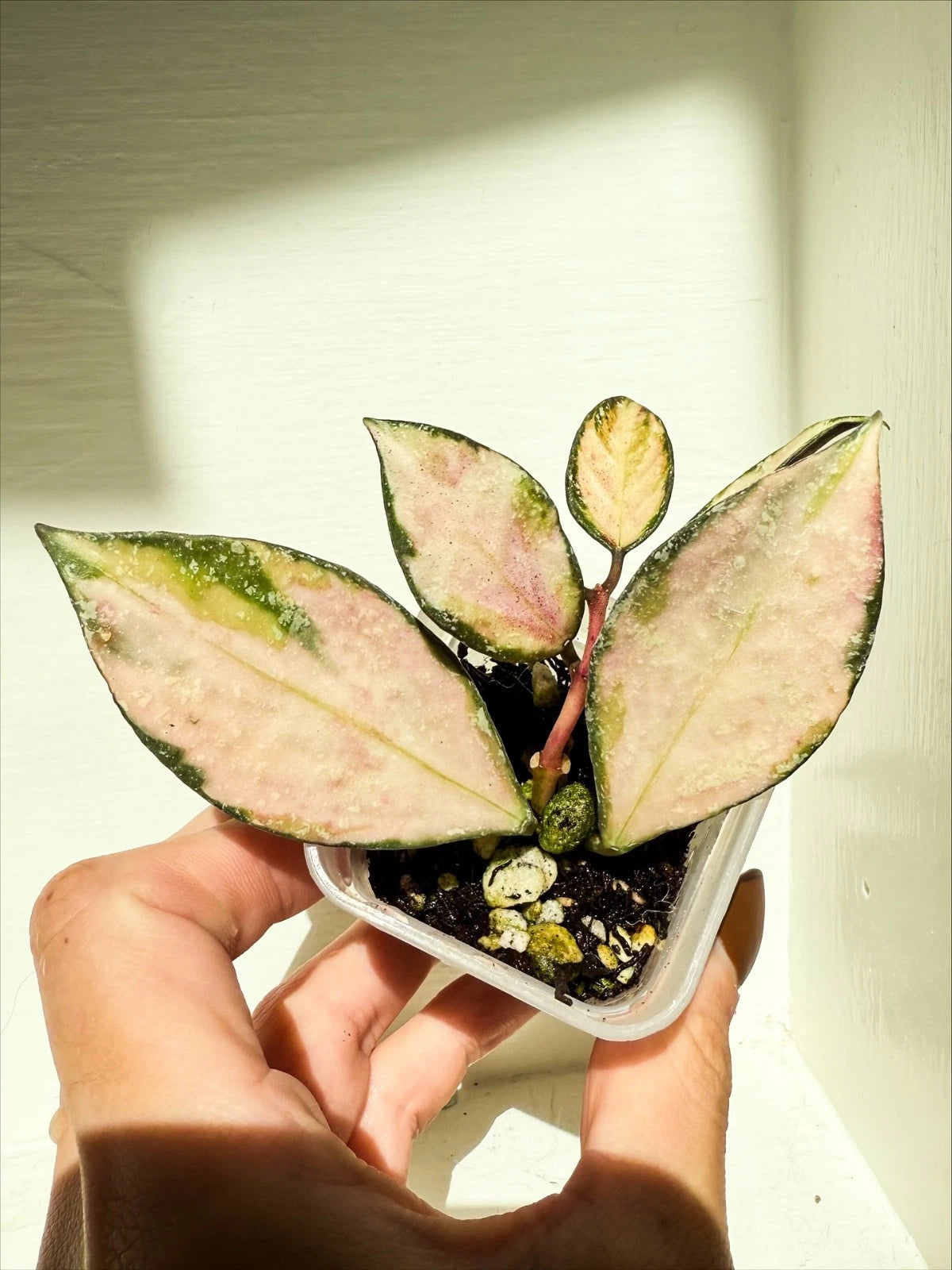 Hoya Nabawanensis 'Variegated' – Rare Tropical Variegated Wax Plant Indoor/Outdoor Living Specimen