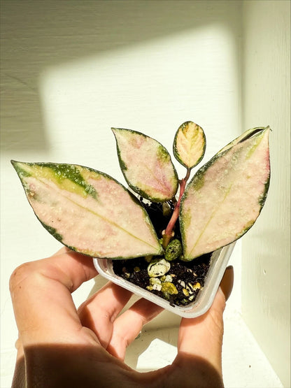 Hoya Nabawanensis 'Variegated' – Rare Tropical Variegated Wax Plant Indoor/Outdoor Living Specimen