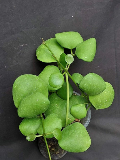 Hoya kastbergii sp. Aceh Rare Tropical Wax Plant (1+ Rare Exotic Epiphytic Vine Specimen) – Premium Live Botanical Plant for Indoor Growing & Collectors