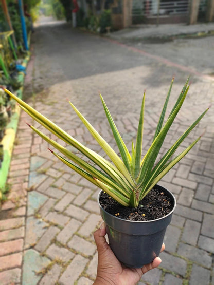Sansevieria 'Royal Crown' Yellow Variegated - Big Size