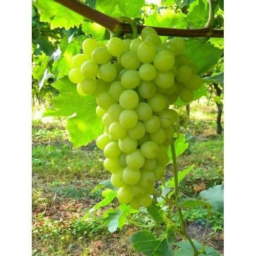 Premium Centennial Seedless Grape Seeds (Vitis vinifera var. Centennial) – Exotic Sweet White Table Grape Fruit Seeds for Planting (100+ Pcs)