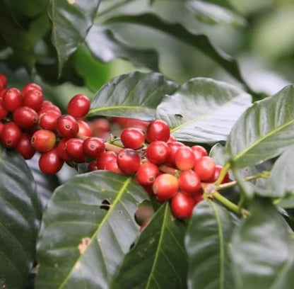Premium Geisha Guatemala Coffee Seeds (Coffea arabica var. Geisha) – Rare Heirloom Specialty Coffee Bean Seeds for Planting (Fresh Harvest)
