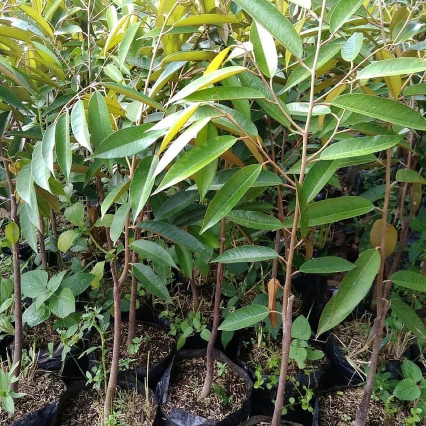 Durian 'Matahari' (Sun Durian) - Premium Grafted Fruit Tree