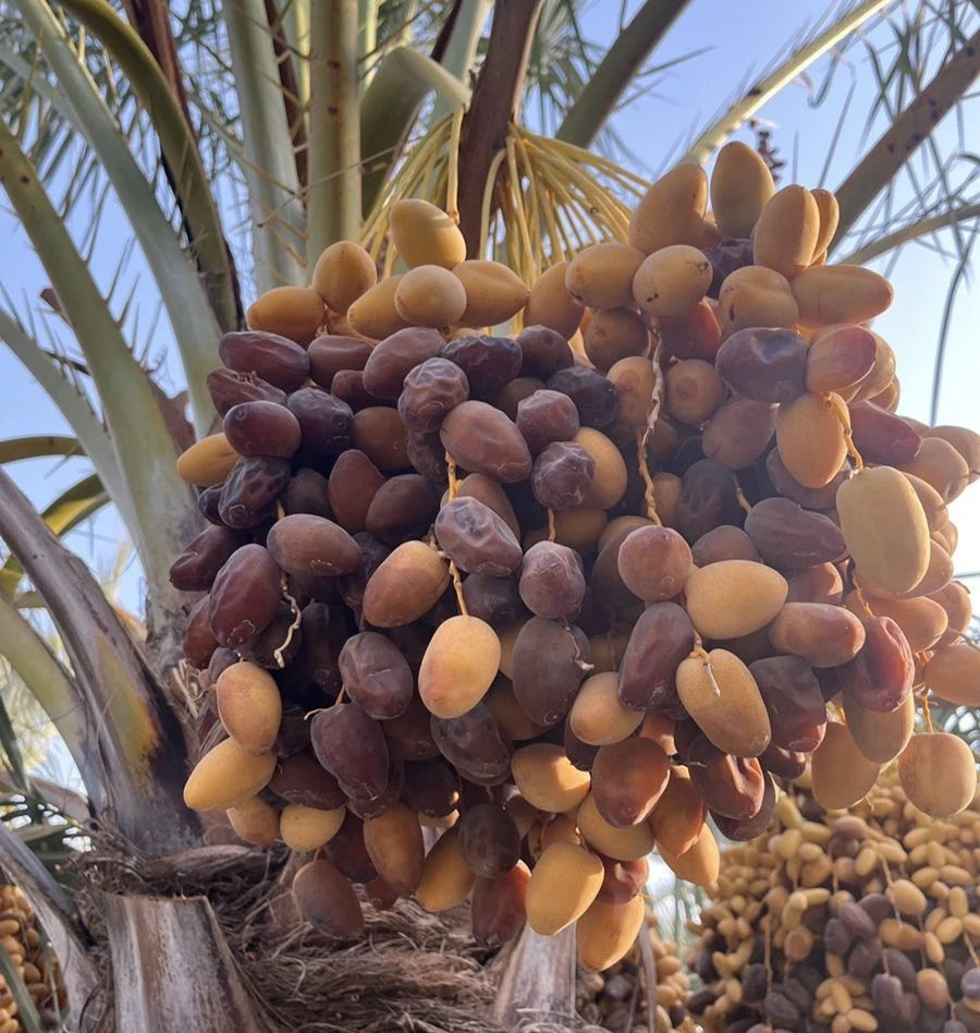 Nabtat Ali Date Palm Seeds (Phoenix dactylifera 'Nabtat Ali') – 35 pcs Premium Fresh Rare Honey-Sweet Golden Yellow Date Seeds
