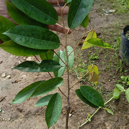 Grafted 'Red' Durian (Durian Merah) – Exotic Tropical Fruit Tree
