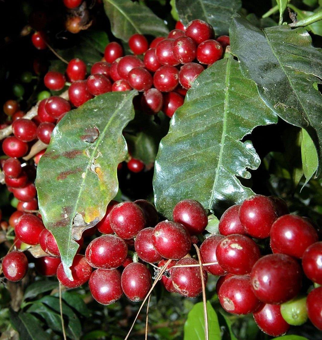 Geisha Taiwanese Coffee (Coffea arabica) – 120+ Premium Micro-Lot Seeds