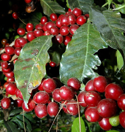 Geisha Taiwanese Coffee (Coffea arabica) – 120+ Premium Micro-Lot Seeds