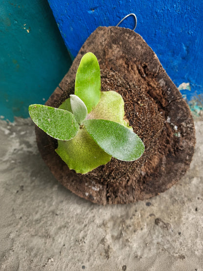 Rare Platycerium Yanid Hybrid - Premium Mounted Exotic Tropical Epiphytic Staghorn Fern Live Plant