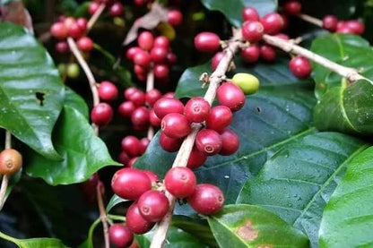 Premium Metu Bishari Coffee Seeds (Coffea sp.) – Rare Wild Ethiopian Coffee Bean Seeds for Planting (High Germination)