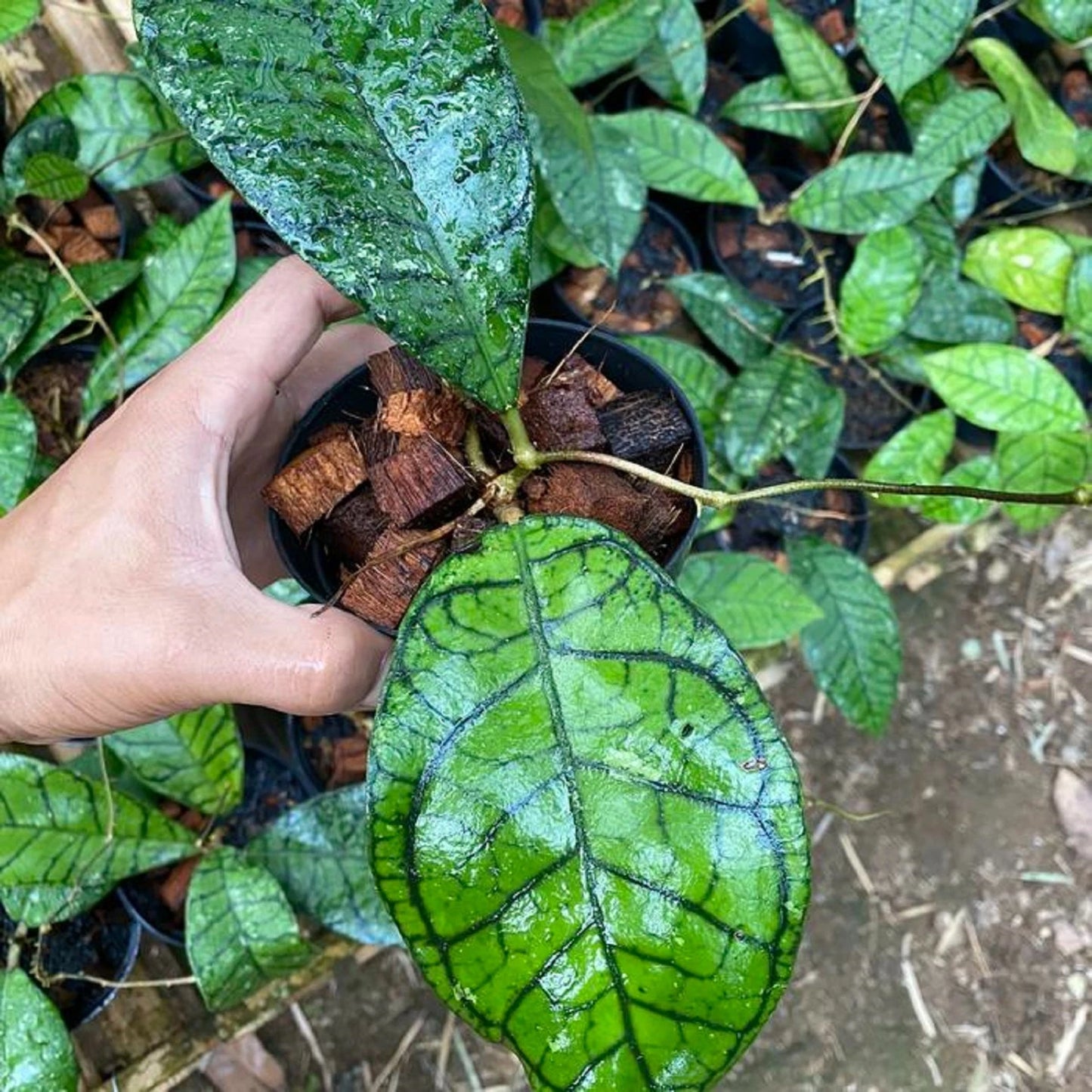 Hoya ranauensis – Rare Exotic Tropical Wax Vine