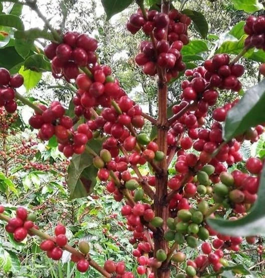Andungsari Coffee Seeds (Coffea arabica 'Andungsari') – 2000+ Bulk Premium High-Yield Java Heirloom Coffee Seeds for Planting