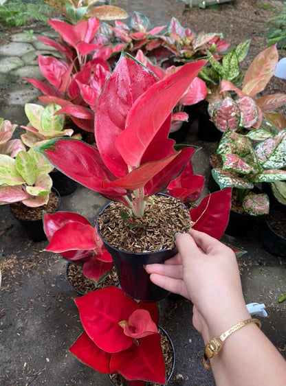 Rare Aglaonema Suksom Jaipong Live Plant - Vibrant Red & Pink Tropical Houseplant