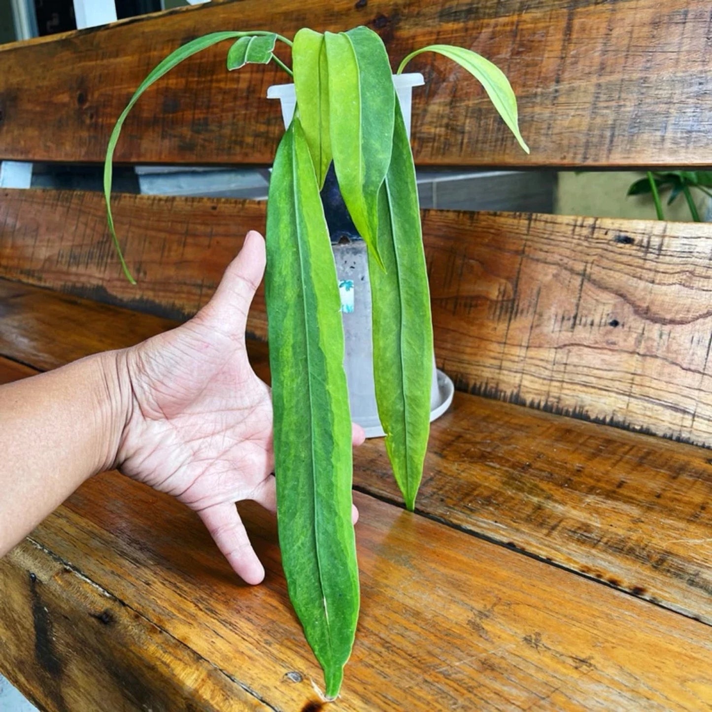 Anthurium vittariifolium – Rare Architectural Strap-Leaf Aroid