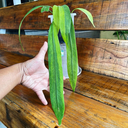Anthurium vittariifolium – Rare Architectural Strap-Leaf Aroid