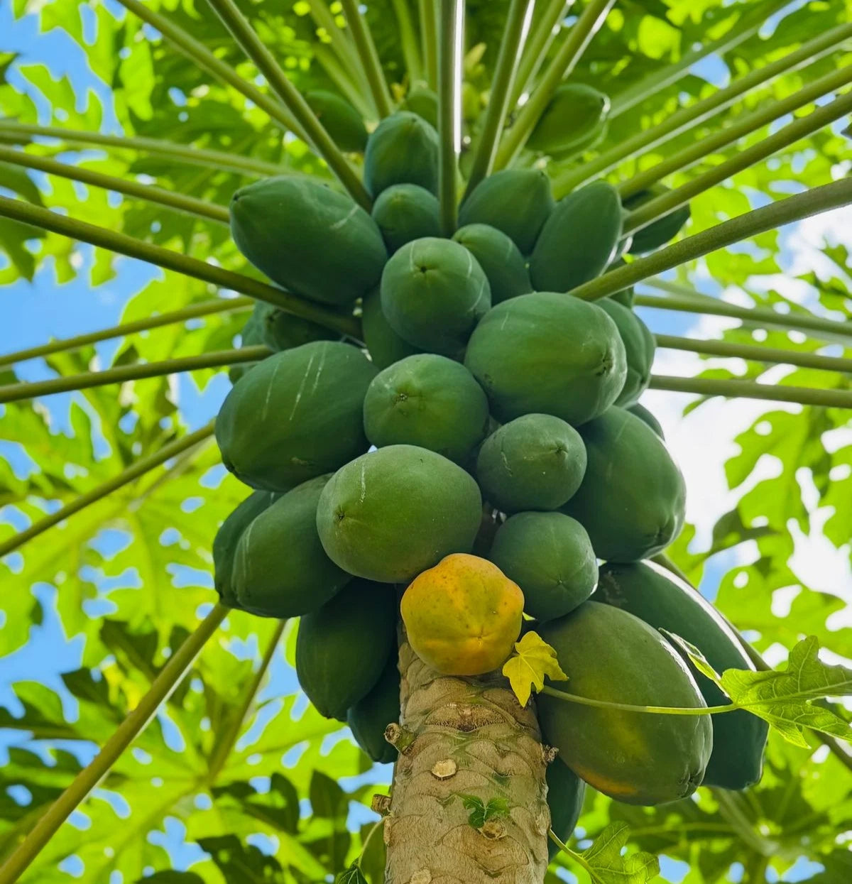 Bulk Red Delima Papaya Seeds (Carica papaya 'Delima') – 150+ Premium Fresh Rare Sweet Ruby-Fleshed Seeds for Planting