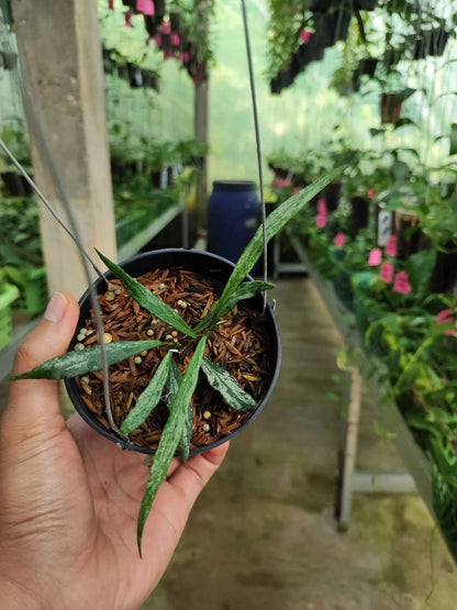 Hoya mirabilis 'Silver' (Wax Plant) – Premium Rare Live Tropical Indoor Houseplant in 4" Pot (Silver-Splash Foliage & Fragrant Blooms)