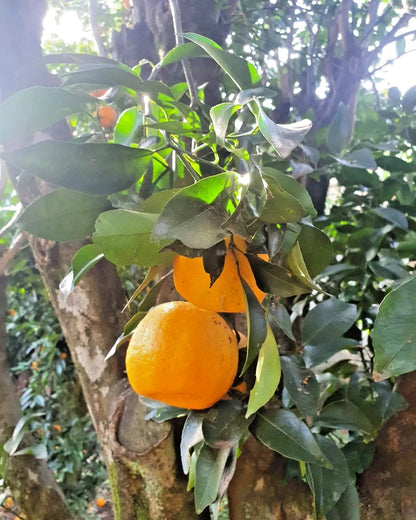 Ponkan Orange Seeds (100+ Seeds, Citrus reticulata) – Bulk Sweet Mandarin / Tangerine Citrus Fruit Seeds for Planting