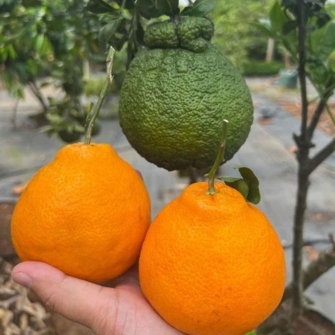 Fresh Dekopon Orange Seeds (Citrus reticulata) – 100+ Premium Rare Shiranui Mandarin Seeds